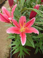 [4361 Kings Cross DJ No102.JPG]